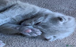 British Shorthair cats for sale: 1 Boy Left-GCCF Pedigr Pure Blue British Shorthair - Image 17