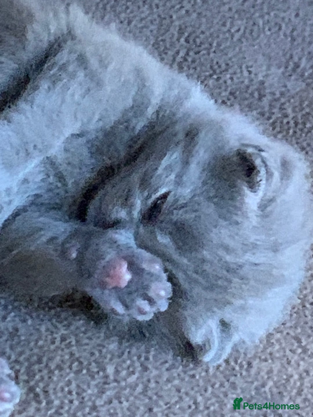 British Shorthair cats for sale: 1 Boy Left-GCCF Pedigr Pure Blue British Shorthair - Image 17