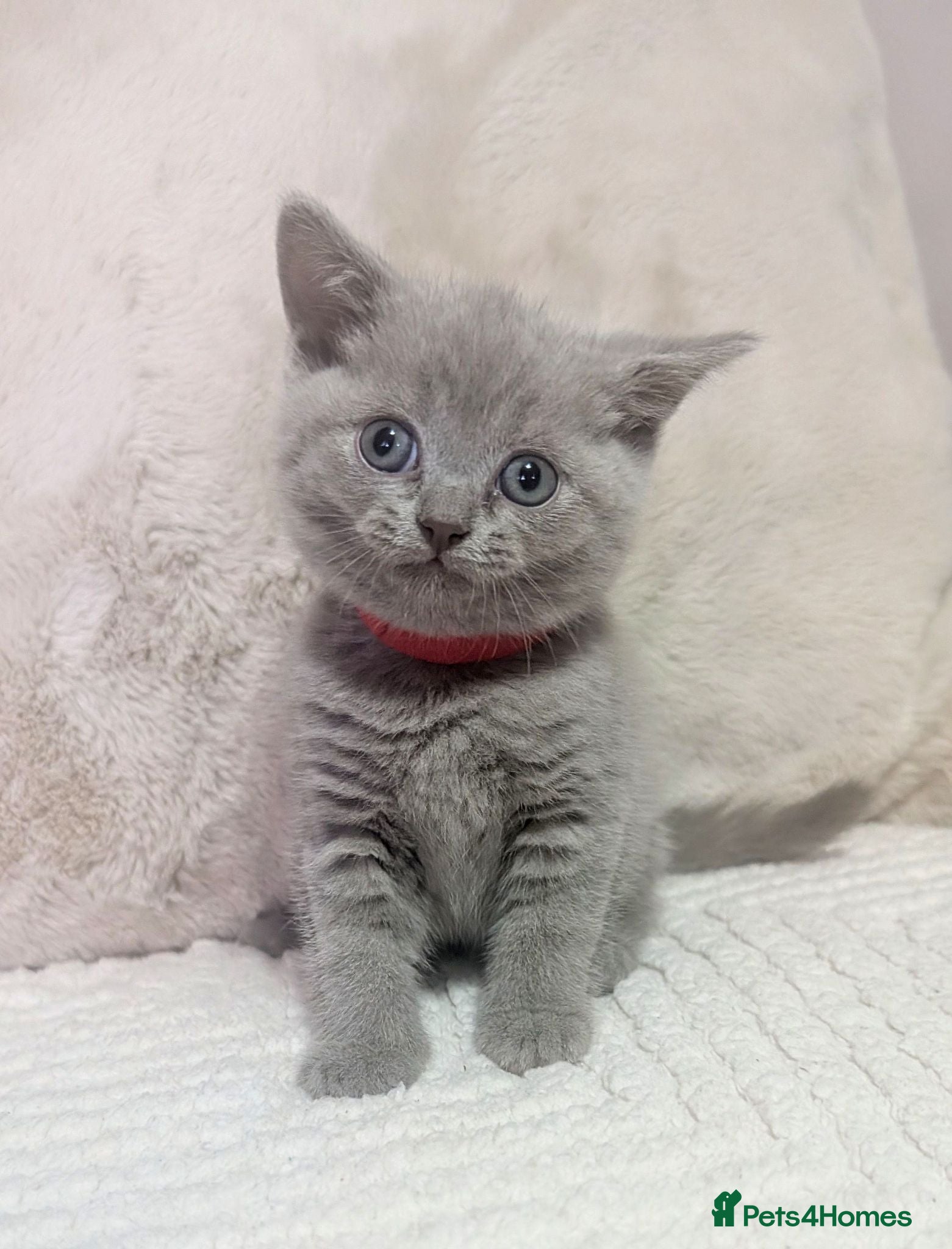 British Shorthair cats British shorthair kittens  - Advert 17