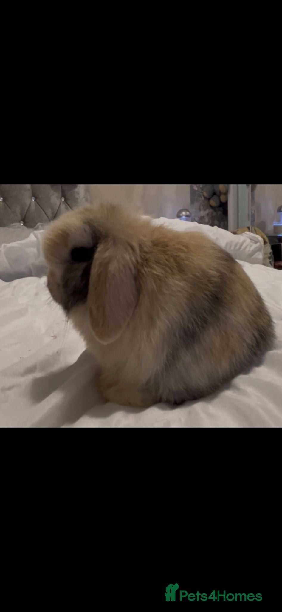 Mini Lop rabbits PEDIGREE MINI LOP BABIES READY NOW  - Advert 23