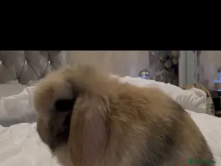 Mini Lop rabbits PEDIGREE MINI LOP BABIES READY NOW - Advert 23