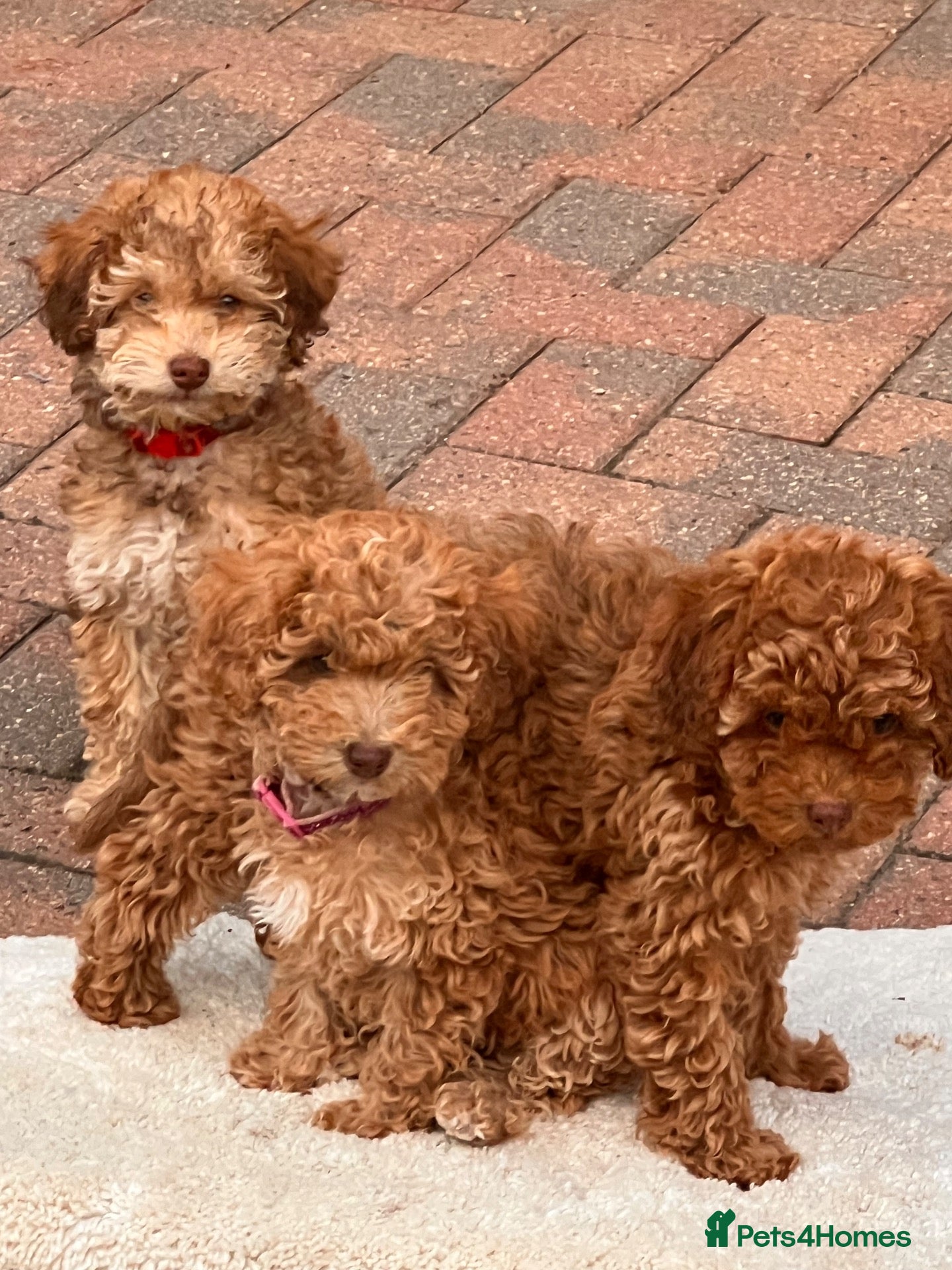 Cockapoo dogs Beautiful cockapoo puppies   forever homes  !  - Advert 8