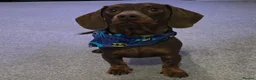 Dachshund dogs for stud: Stunning Pedigree Miniature Dachshund Stud Dog - Advert 5