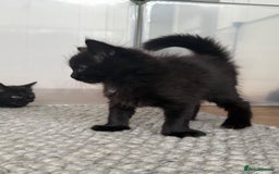 British Longhair cats for sale: Longhair & Shorthair Kittens - Image 15