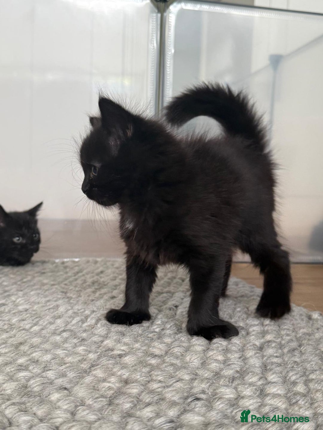 British Longhair cats for sale: Longhair & Shorthair Kittens - Image 15