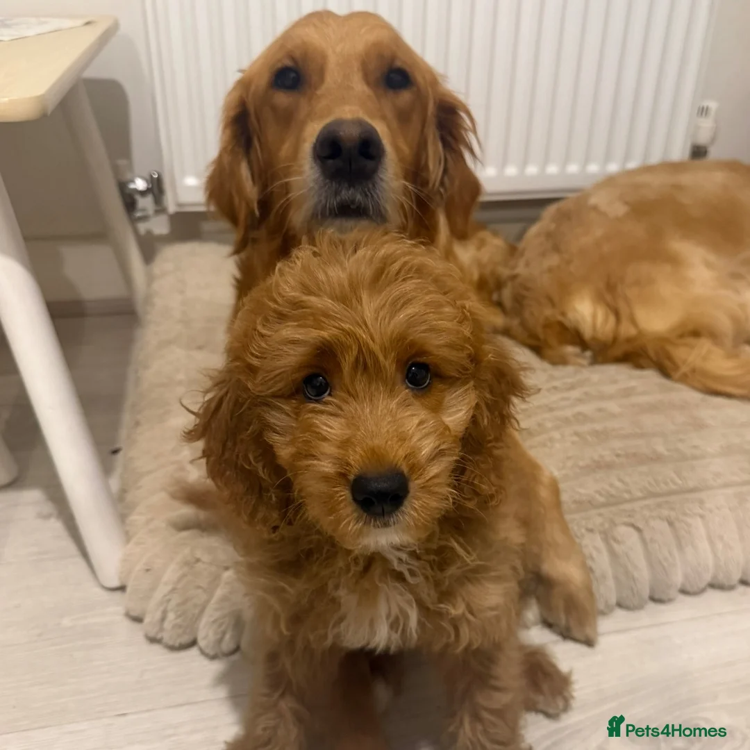 Mini Goldendoodle dogs for sale: Red Goldendoodle Female - Ready Now - Advert 2