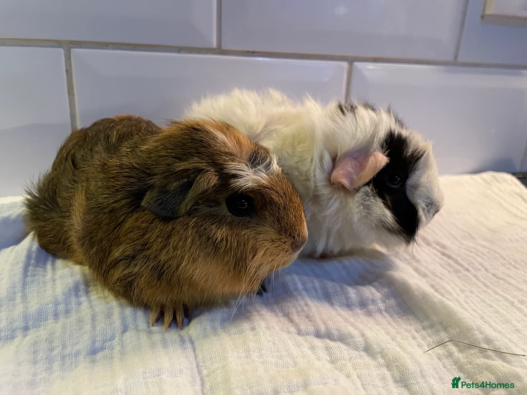 Guinea Pig rodents for sale: Baby sow guinea pigs  - Advert 2