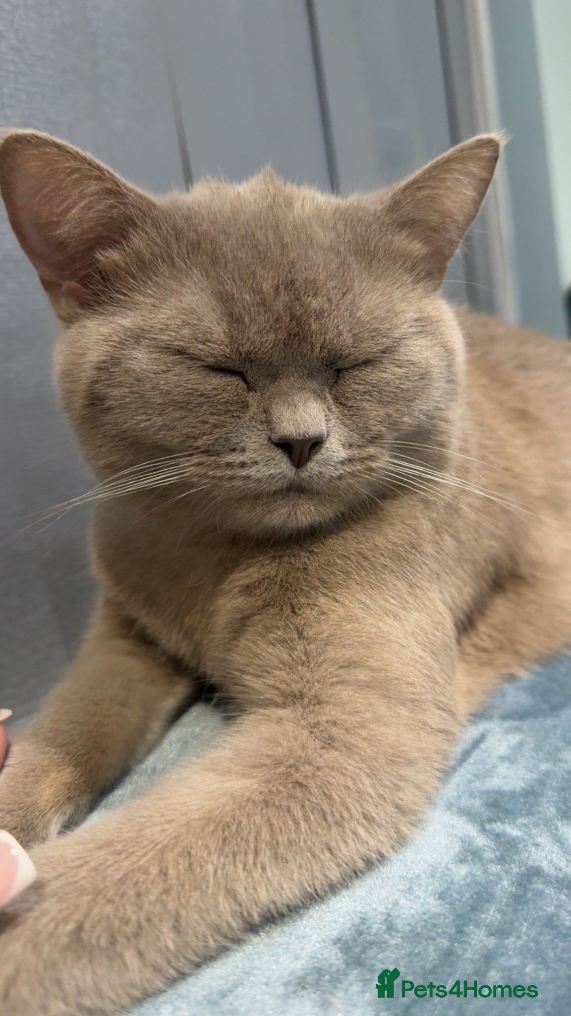 British Shorthair cats British short hair baby girl  - Advert 1