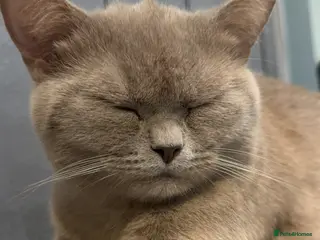 British Shorthair cats British short hair baby girl - Advert 1