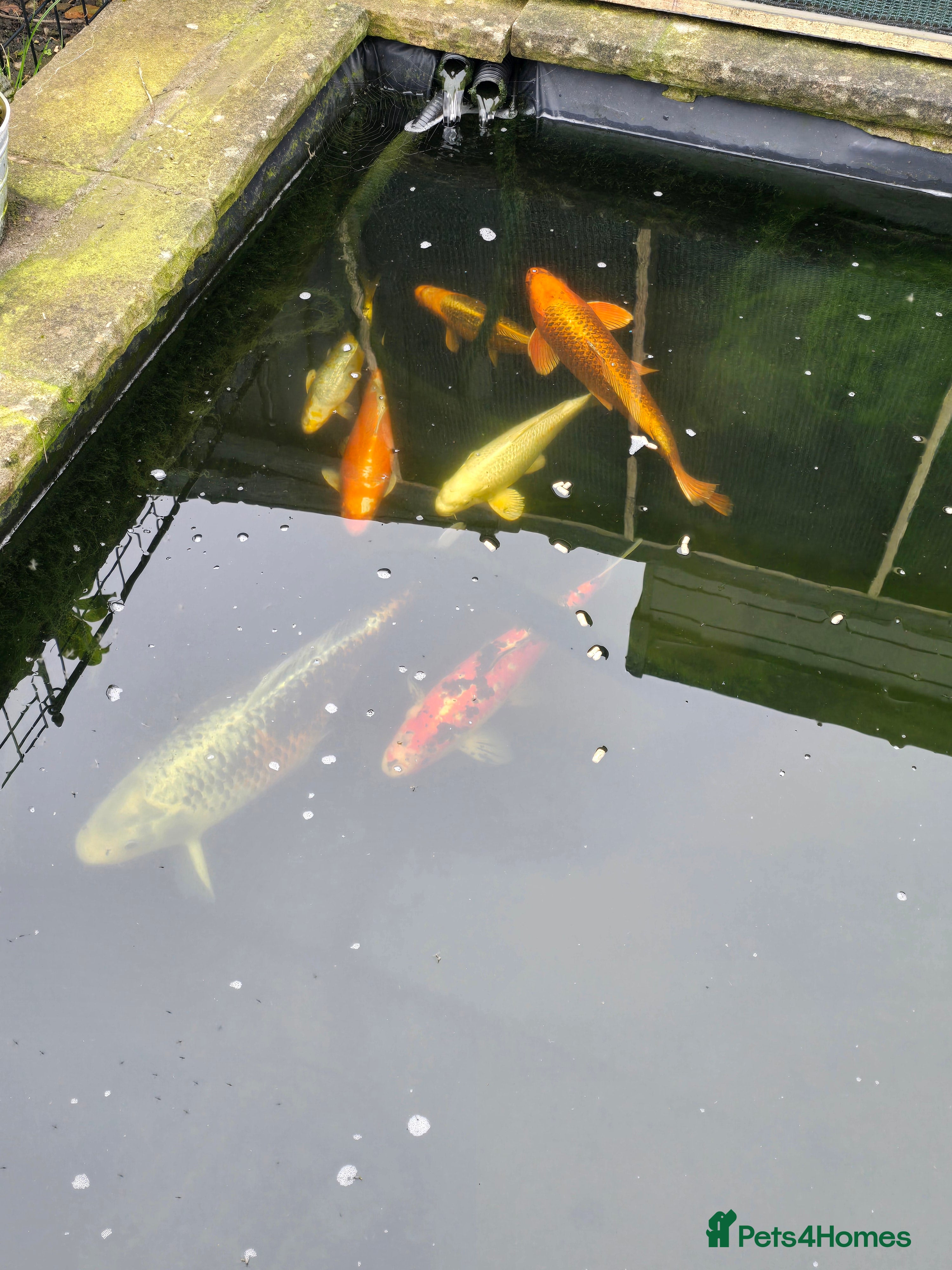 Koi Carp fish Pond Fish / Koi for Sale. - Advert 15