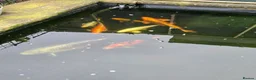Koi Carp fish for sale: Pond Fish / Koi for Sale. in Stoke-on-Trent - Advert 1