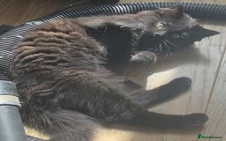 Mixed Breed cats for sale: FEMALE LONG HAIR RAGDOLL X KITTEN - READY NOW £90 - Image 7