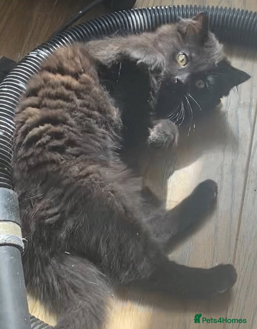 Mixed Breed cats for sale: FEMALE LONG HAIR RAGDOLL X KITTEN - READY NOW £90 - Image 7