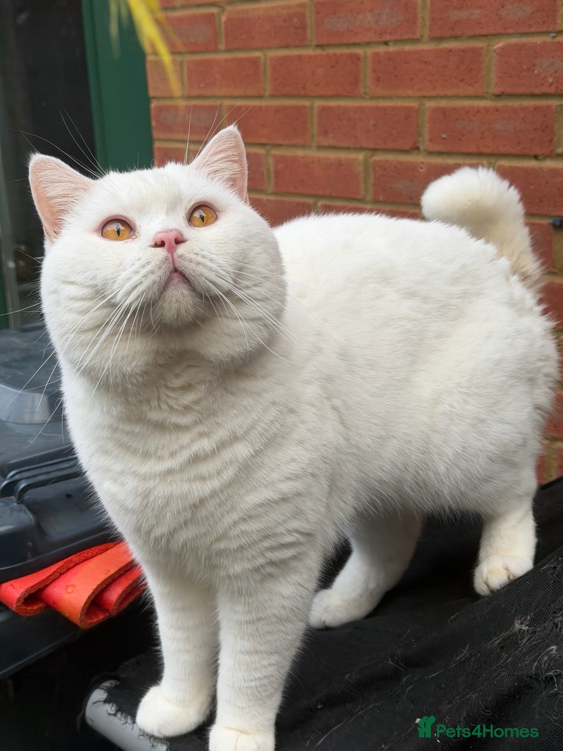 British Shorthair cats  PROVEN White British Shorthair Stud Service 🤍 - Advert 3