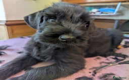 Giant Schnauzer dogs for sale: Health Tested Giant Schnauzer Pups Due 23rd August - Image 9