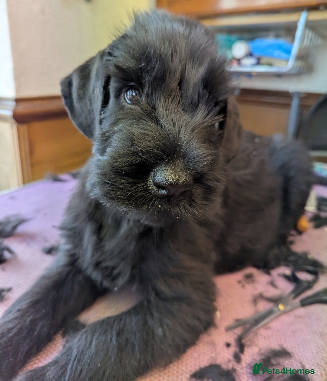 Giant Schnauzer dogs for sale: Health Tested Giant Schnauzer Pups Due 23rd August - Image 9