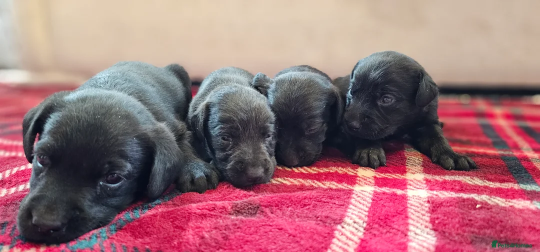 Labrador Retriever dogs for sale: 8 BEAUTIFUL KCREG LABRADORS. HEALTH TESTED PARENTS - Advert 12