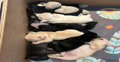 French Bulldog dogs - Advert 10