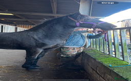 Welsh Section D horses for sale: Section D beautiful Black Mare Magic - Image 35