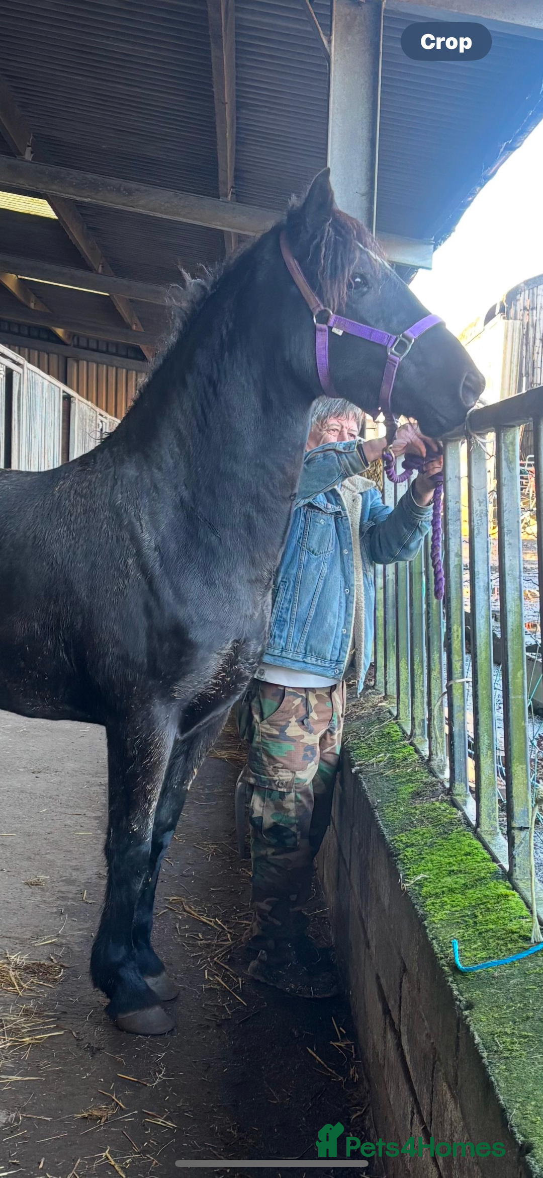 Welsh Section D horses for sale: Section D beautiful Black Mare Magic - Image 35