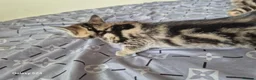 Mixed Breed cats for sale: 🐾 Beautiful Kittens Looking for Loving Homes 🐾 in Willenhall - Advert 24