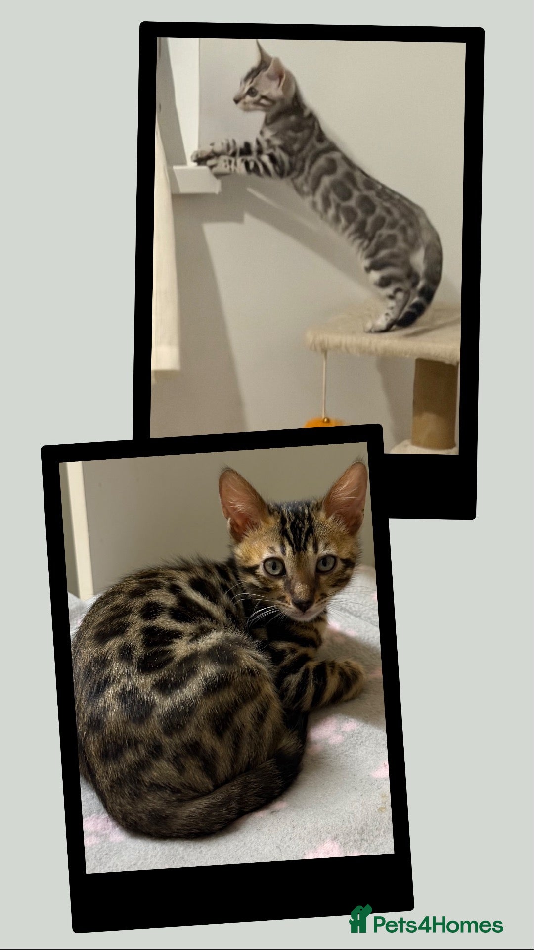 Bengal cats for sale: 🤎 BENGAL 🔥 KITTENS, TICA REGISTERED 🩶  - Advert 2