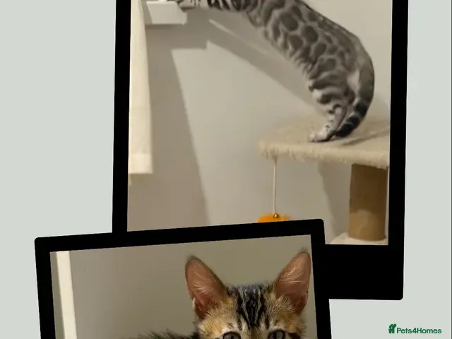 Bengal cats for sale: 🤎 BENGAL 🔥 KITTENS, TICA REGISTERED 🩶 - Advert 2