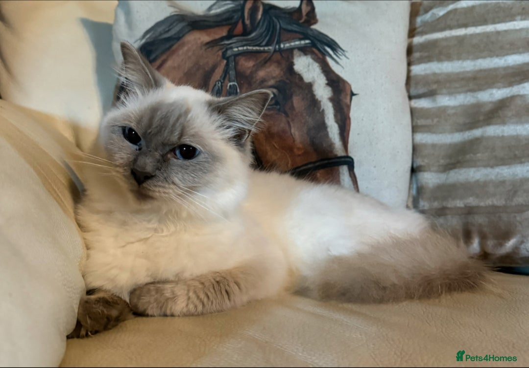 Ragdoll cats for sale: Three beautiful fluff balls!  - Image 8
