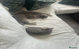 British Shorthair cats for sale: 1 baby girl left!  - Image 11