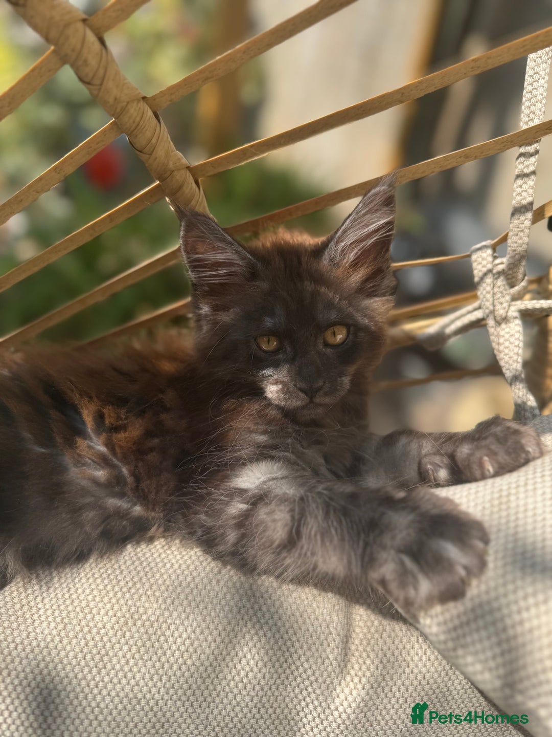 Maine Coon cats for sale: Stunning Black Smoke TiCA kittens  - Image 15