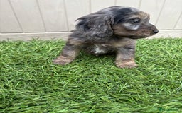 Cockapoo dogs for sale: Gorgeous cockapoo puppies - Image 29
