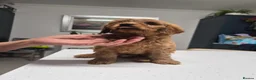 Cavapoo dogs for sale: Cavapoo - Advert 16