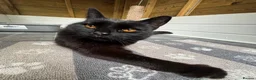 Mixed Breed cats for adoption: MUFFIN IS RESERVED - Advert 2
