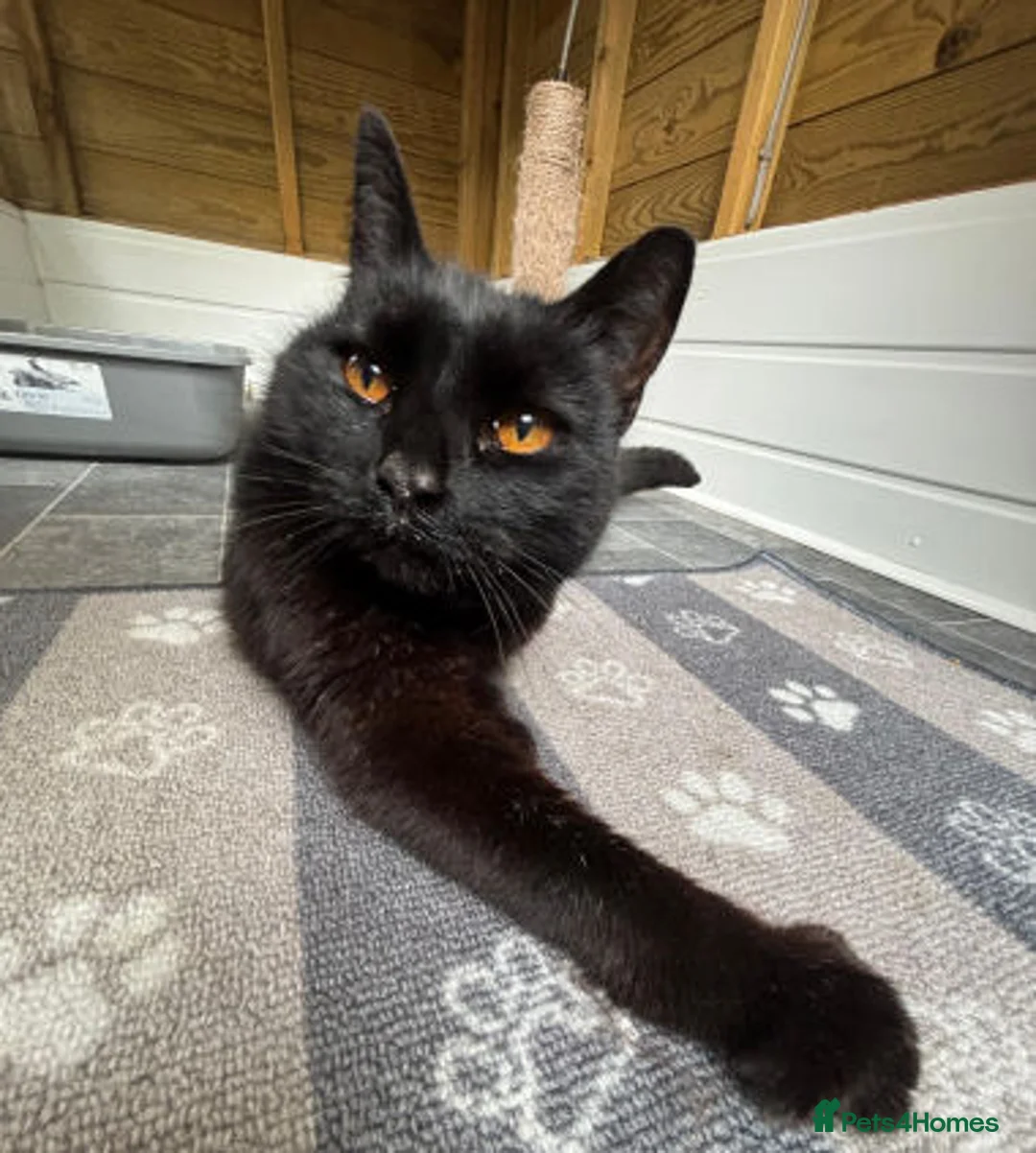 Mixed Breed cats for adoption: MUFFIN IS RESERVED - Advert 2