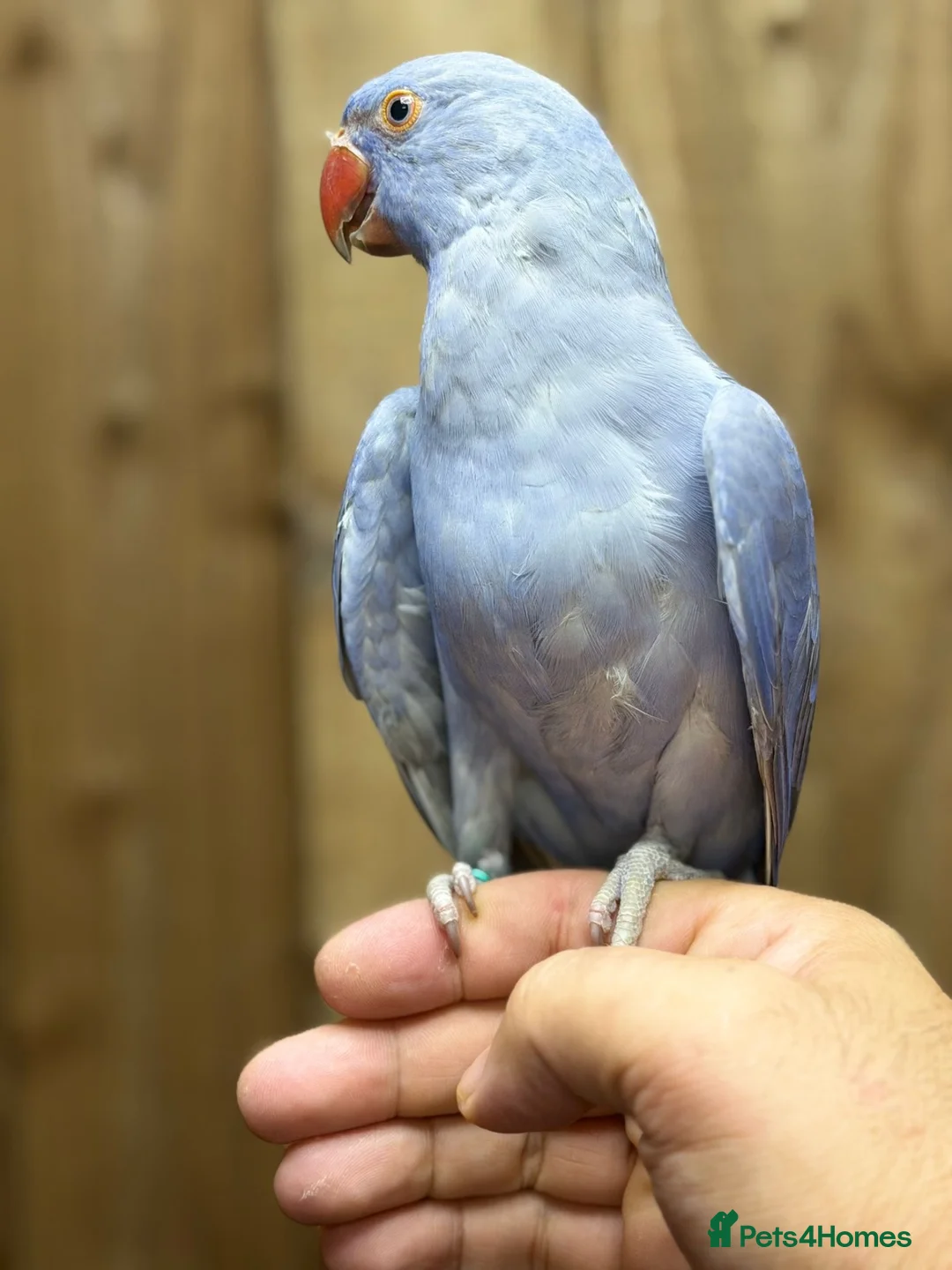 Ringnecks birds for sale: Baby Ringneck - Advert 2