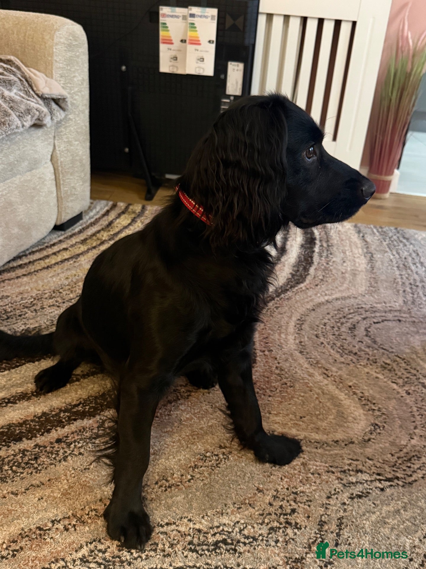 Cocker Spaniel dogs Black Working Cocker Spaniel  - Advert 6