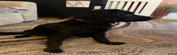 Cocker Spaniel dogs for sale: Black Working Cocker Spaniel  - Advert 1