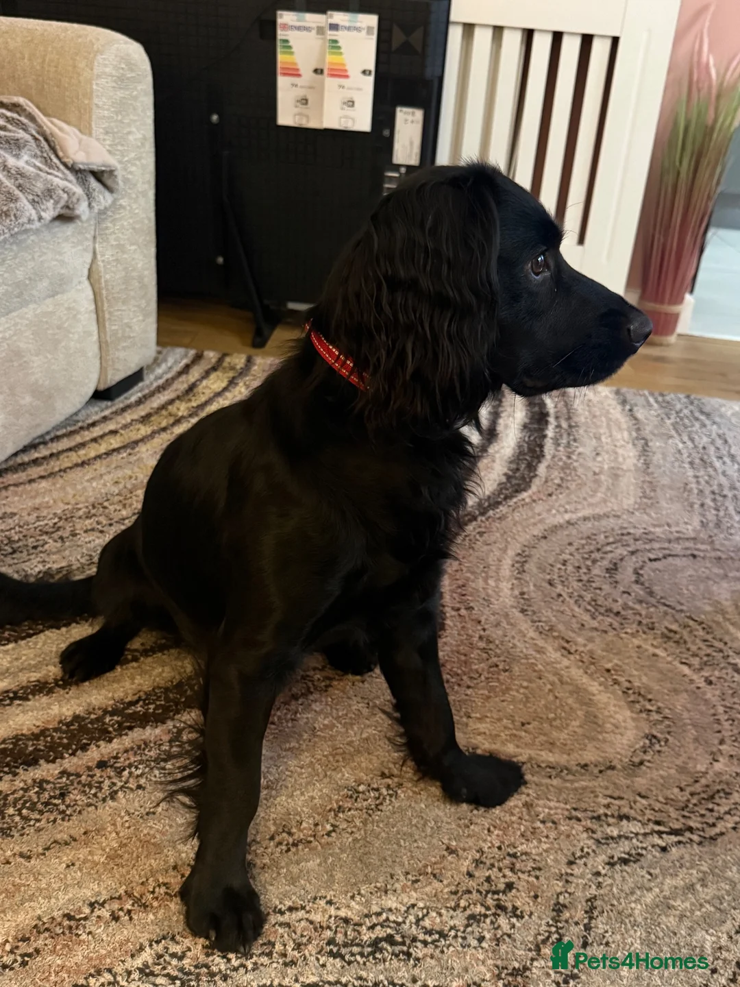 Cocker Spaniel dogs for sale: Black Working Cocker Spaniel  - Advert 1