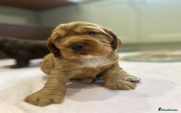Cocker Spaniel dogs for sale: Exceptional KC Reg Working Cocker Spaniel Puppies - Image 6