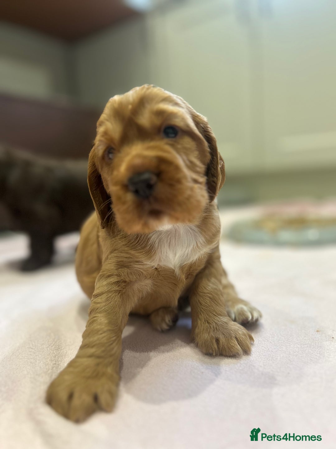 Cocker Spaniel dogs for sale: Exceptional KC Reg Working Cocker Spaniel Puppies - Image 6