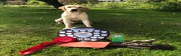 Labrador Retriever dogs for sale: Stunning KC Registered Champion line Puppies  - Advert 13