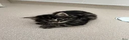Mixed Breed cats for sale: Beautiful kittens  in Woking - Advert 33