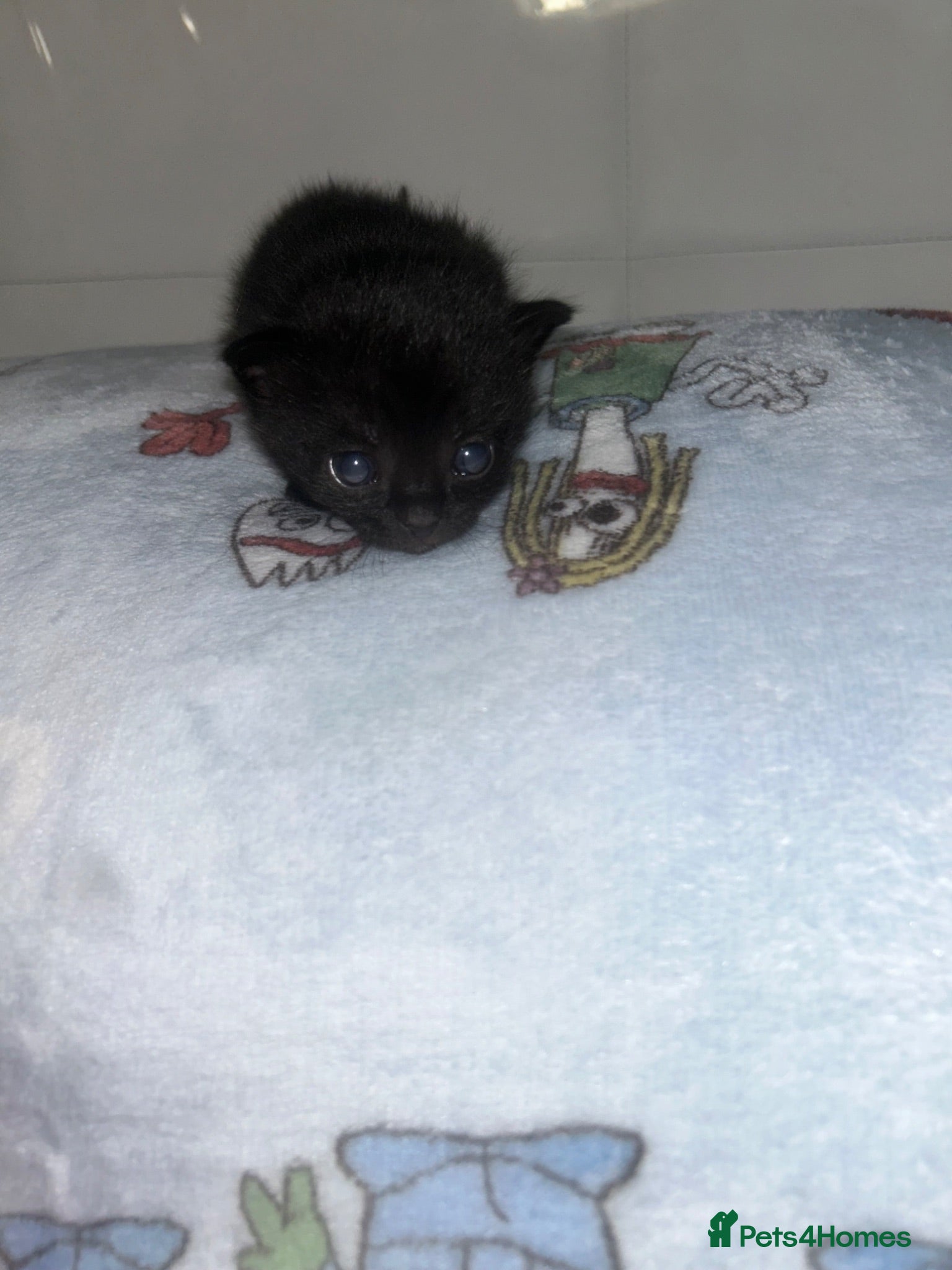 Mixed Breed cats 🥹🐈Mixed litter kittens looking for forever home - Advert 2