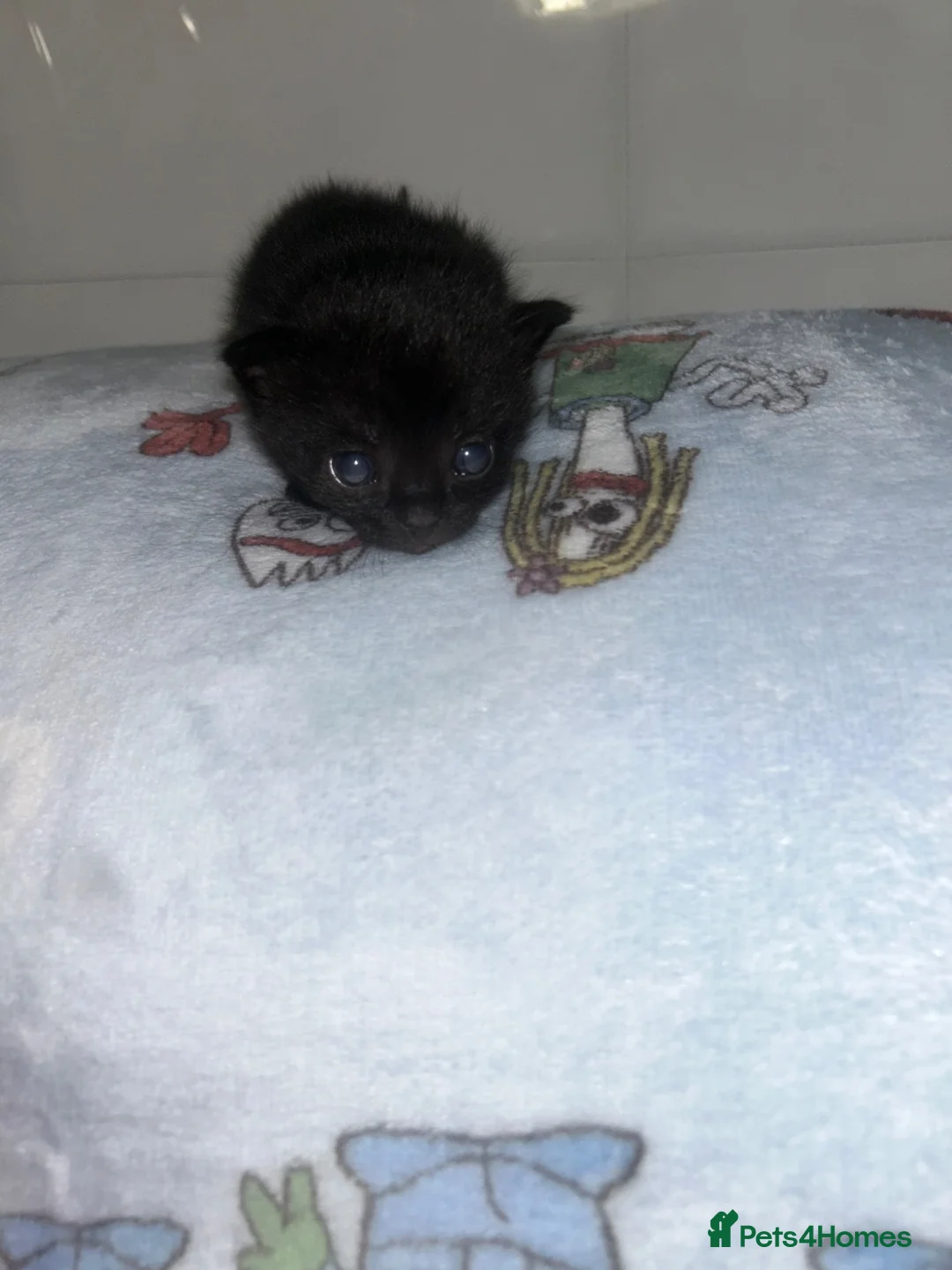 Mixed Breed cats for sale: 🥹🐈Mixed litter kittens looking for forever home - Advert 1