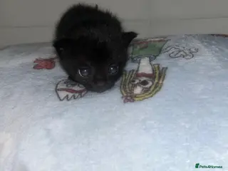 Mixed Breed cats 🥹🐈Mixed litter kittens looking for forever home - Advert 1
