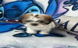 Shih Tzu dogs for sale: Beautiful shih Tzu puppies - Image 7