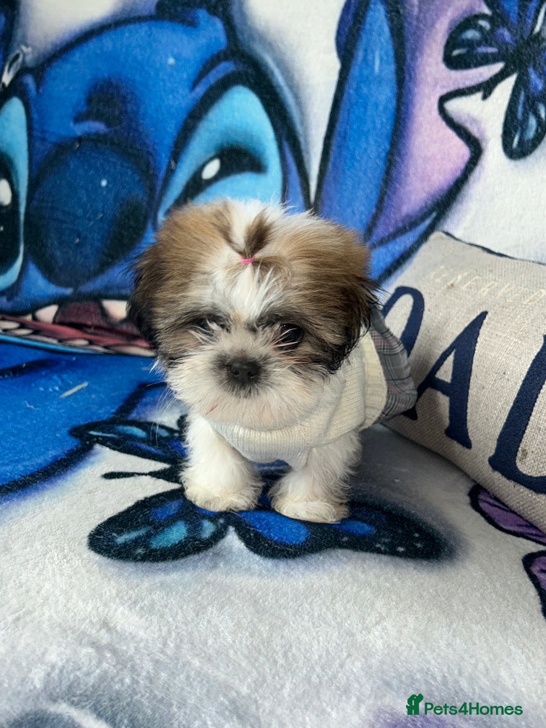 Shih Tzu dogs for sale: Beautiful shih Tzu puppies - Image 7