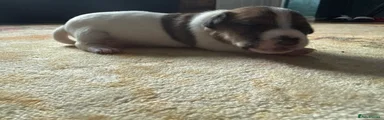 Jack Russell Puppy 3