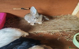 English Lop rabbits for sale: Beautiful lop babies  - Image 4