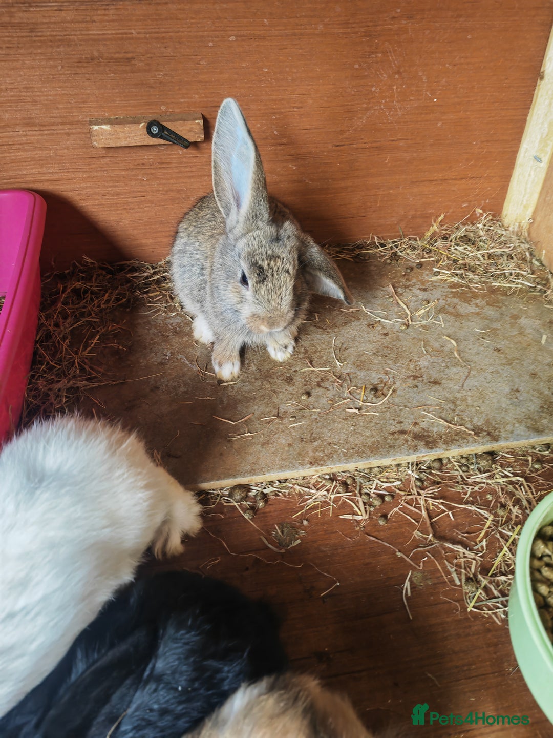 English Lop rabbits for sale: Beautiful lop babies  - Image 4